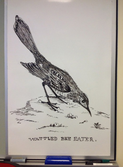 Wattled bee eater, common name, Red Wattlebird, after S. Edwards, 1789